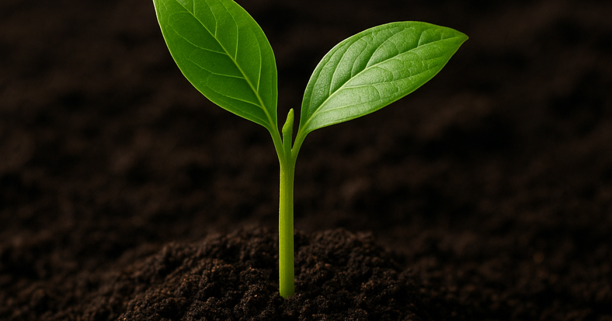 A small green seedling with two leaves growing from rich, dark soil, symbolizing new life and growth.